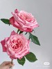 国产玫瑰-【闺蜜】 商品缩略图0