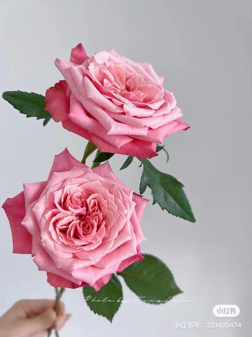 国产玫瑰-【闺蜜】 商品图0