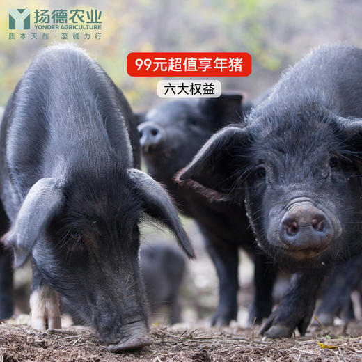 【预定年猪，超级划算】年猪、团购、大宗预定请直接联系客服 商品图0