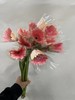 【非洲菊】浅粉色，18-20支/扎 商品缩略图2