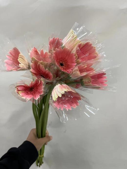 【非洲菊】浅粉色，18-20支/扎 商品图2