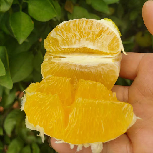 红河谷有机冰糖橙 | 坚持树上自然熟，甜度18+，果肉细腻无渣 商品图3