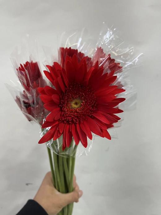 【非洲菊】大红色，18-20支/扎 商品图2