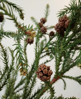 配果 | 天竺少女果