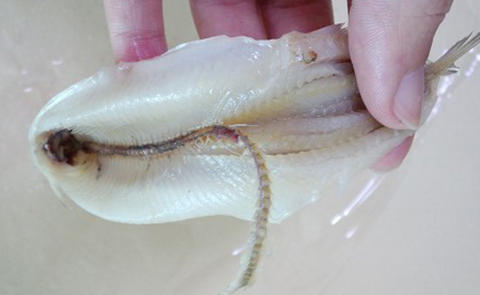 密云小公鱼黄瓜香淡水鱼营养丰富肉质鲜嫩带鱼籽冷冻发货  2斤装     商品图6