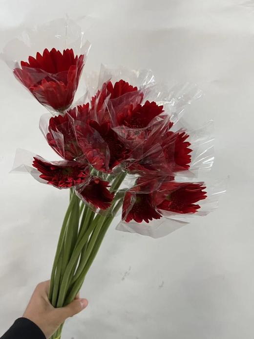 【非洲菊】大红色，18-20支/扎 商品图3