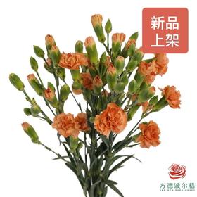 多头康乃馨-蜂蜜焦糖 10枝一扎