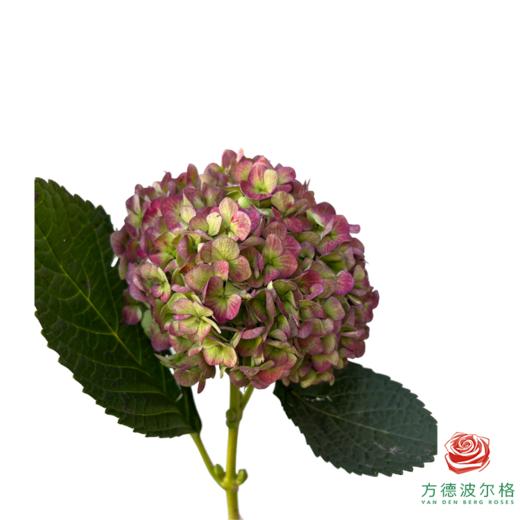 绣球-mini红秋 1枝 商品图0