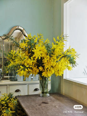 小众配花金合欢金玉满堂5支