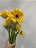 【非洲菊】黄色，18-20支/扎 商品缩略图1