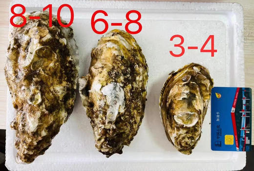 【中国地理标识产品，乳山生蚝】超级肥美好吃，现捞现发，5斤装/10斤装任选。 商品图2