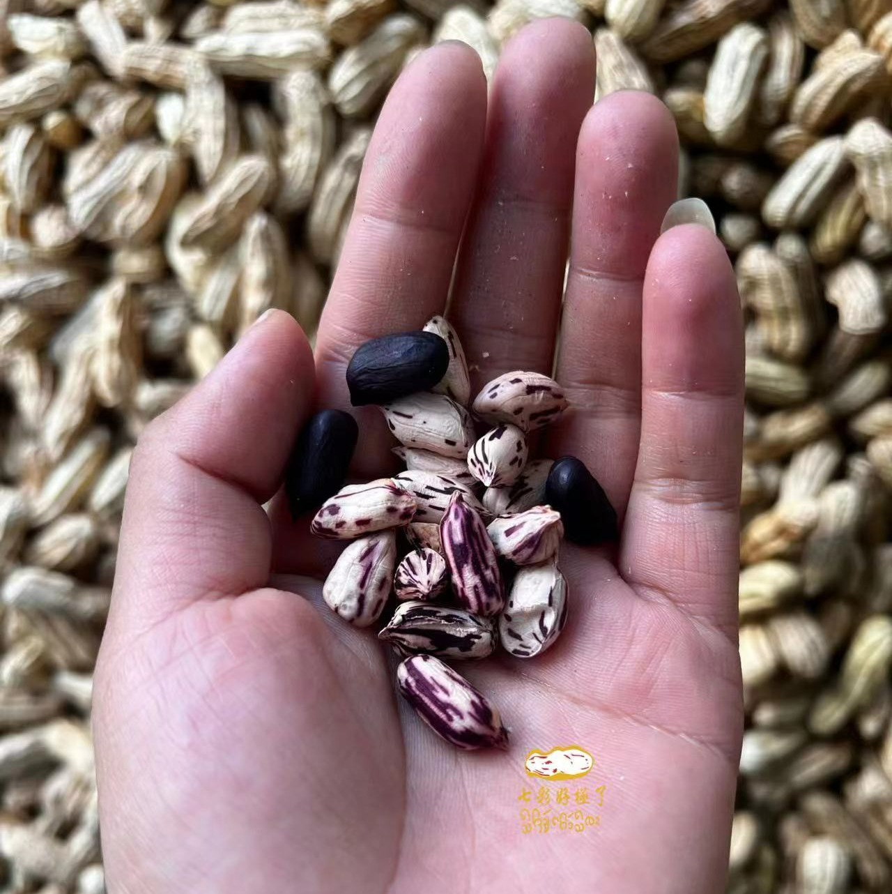 云南野地花生（七彩&黑花生）晒干