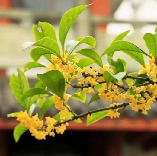 桂花祁红 商品图1