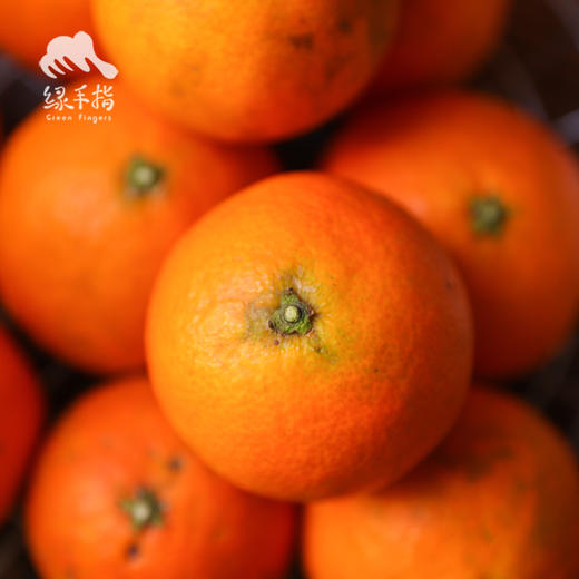 生态四川爱媛 | 合作生产 * Ecological Eyuan  | Coproduction 商品图5