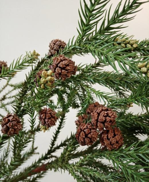 配果 | 天竺少女果 商品图1