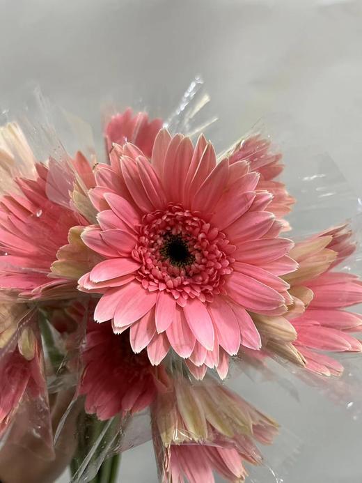 【非洲菊】浅粉色，18-20支/扎 商品图1