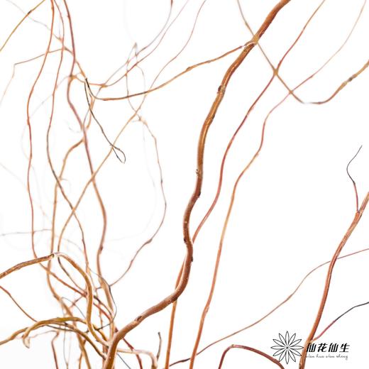 国产花材 ｜ 金龙柳 商品图1