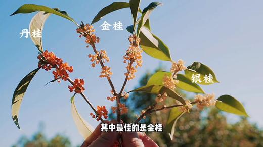 桂花祁红 商品图6