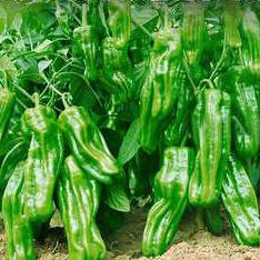 麻椒(500g±50g) 商品图0