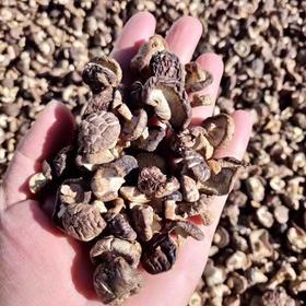 野生状态开花小香菇，丽江玉龙雪小香菇，自然晾晒，，香味自然纯正！基地直邮