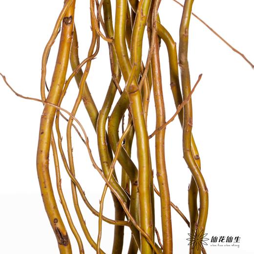 国产花材 ｜ 金龙柳 商品图2