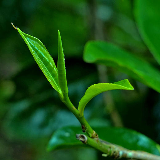 【班章龙珠】2021年春茶 高额补贴，班章五寨核心拼配！每罐280克 商品图7