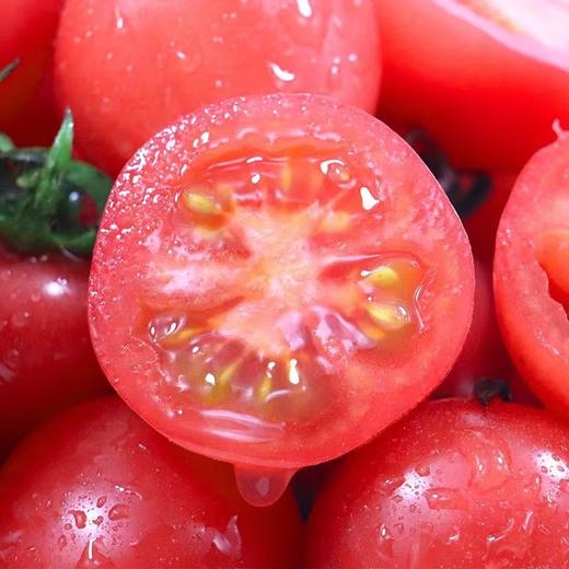 【四川攀枝花露天小番茄】小番茄甜贝贝、高山露天种植、雨露均沾、酸甜可口、爆汁爽口 商品图9