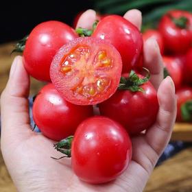 【四川攀枝花露天小番茄】小番茄甜贝贝、高山露天种植、雨露均沾、酸甜可口、爆汁爽口