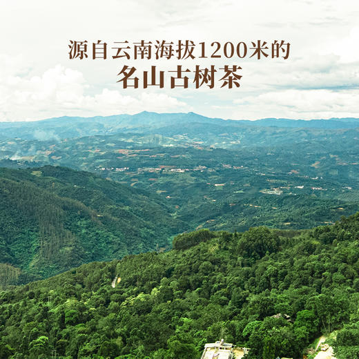 【班章龙珠】2021年春茶 高额补贴，班章五寨核心拼配！每罐280克 商品图6