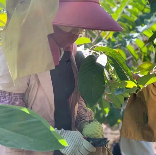 【顺丰快递】云南释迦果、水果中的冰淇淋、凤梨释迦果、果肉嫩滑如雪，甜过初恋 商品图5