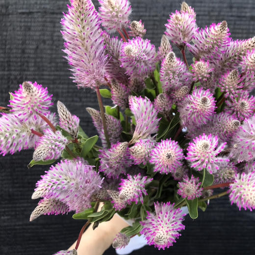 澳洲.虎尾 商品图1