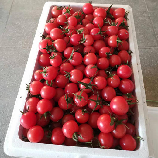 有机樱桃小番茄5斤装 商品图1
