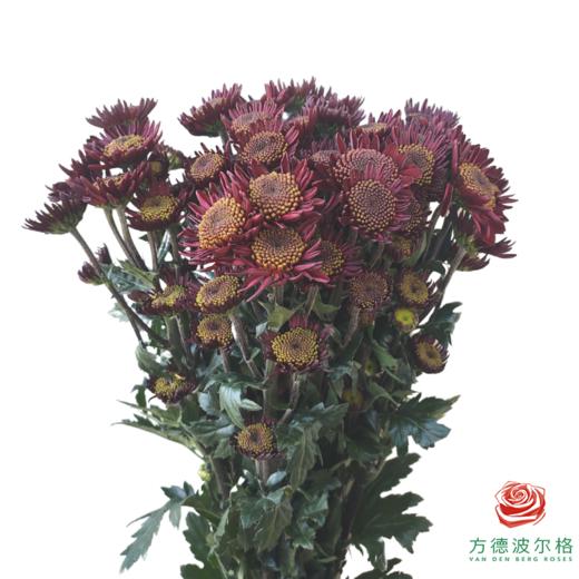 市场自采多头小菊-丝绒巧克力 商品图0