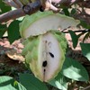 【顺丰快递】云南释迦果、水果中的冰淇淋、凤梨释迦果、果肉嫩滑如雪，甜过初恋 商品缩略图9