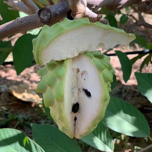 【顺丰快递】云南释迦果、水果中的冰淇淋、凤梨释迦果、果肉嫩滑如雪，甜过初恋 商品图9