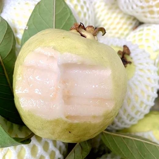 【黄金奶油芭乐】软糯香甜、香气迷人、口感类似榴莲中的猫山、可香可糯可甜 商品图1