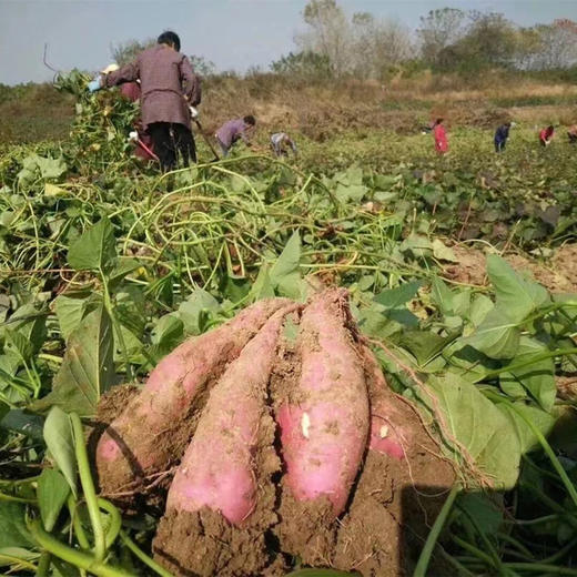 哈密冰糖奶油白蜜薯、瓤白如玉，甜似冰糖，奶油般丝滑的口感，香甜粉糯，吃货们的新宠 商品图4
