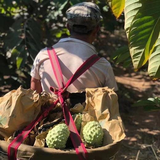 【顺丰快递】云南释迦果、水果中的冰淇淋、凤梨释迦果、果肉嫩滑如雪，甜过初恋 商品图7