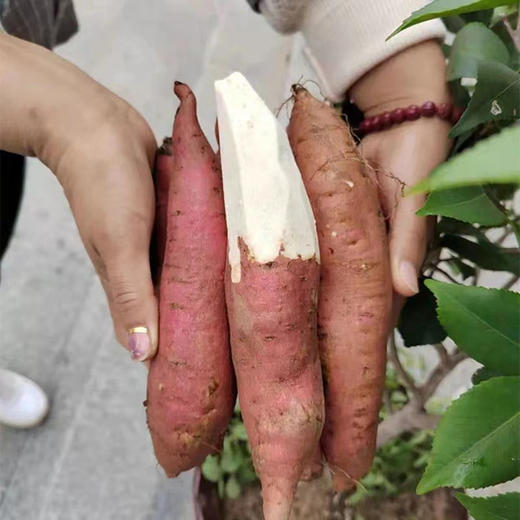哈密冰糖奶油白蜜薯、瓤白如玉，甜似冰糖，奶油般丝滑的口感，香甜粉糯，吃货们的新宠 商品图5