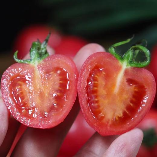 【四川攀枝花露天小番茄】小番茄甜贝贝、高山露天种植、雨露均沾、酸甜可口、爆汁爽口 商品图7