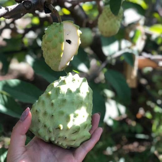 【顺丰快递】云南释迦果、水果中的冰淇淋、凤梨释迦果、果肉嫩滑如雪，甜过初恋 商品图6