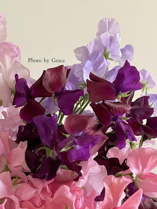 日本进口花材香豌豆10支 商品图4