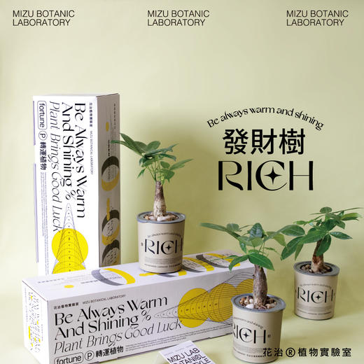 转运植物（RICH發財樹） 商品图1