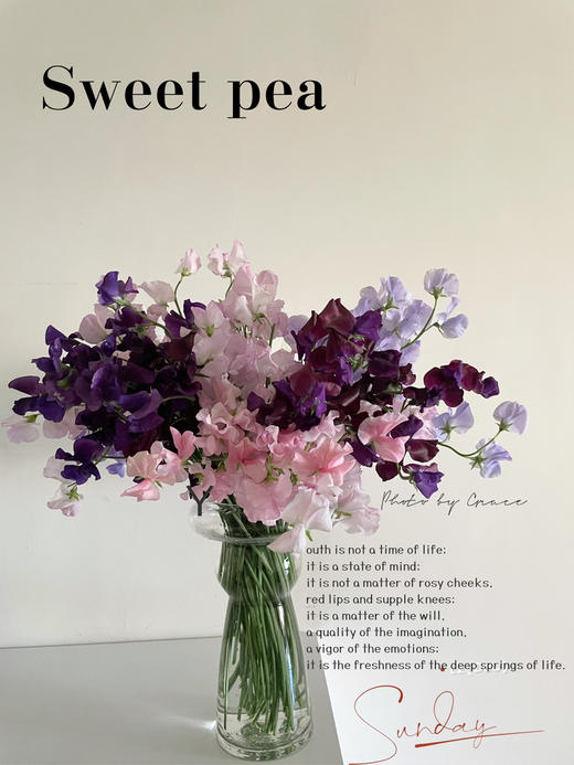 日本进口花材香豌豆10支 商品图1