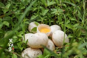 【产地直发】连城白鹭鸭蛋  唯一药用蛋  一颗具有药用价值的贡品白鹭鸭蛋  