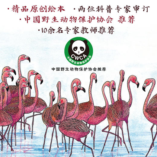 一起跳舞的火烈鸟 商品图3