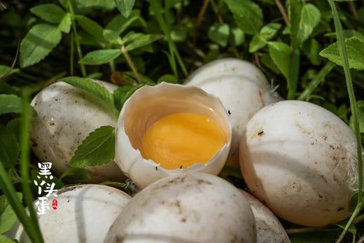 【产地直发】连城白鹭鸭蛋  唯一药用蛋  一颗具有药用价值的贡品白鹭鸭蛋   商品图1