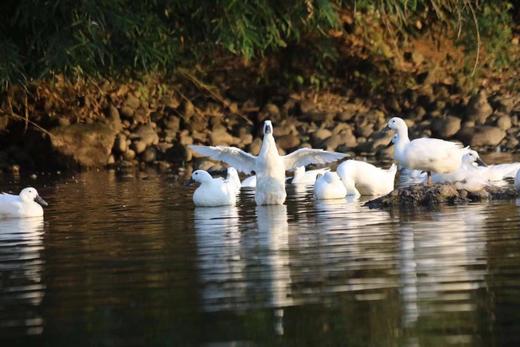 【产地直发】连城白鹭鸭蛋  唯一药用蛋  一颗具有药用价值的贡品白鹭鸭蛋   商品图4