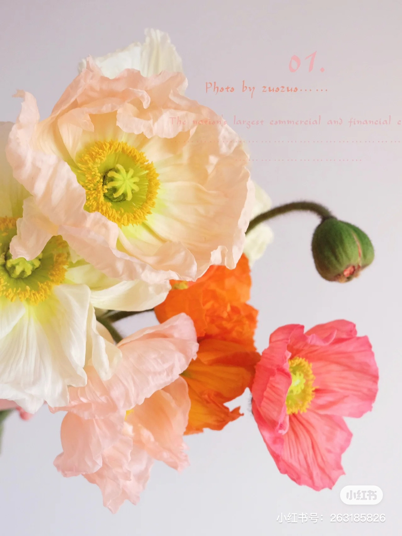 国产花材-【虞美人】