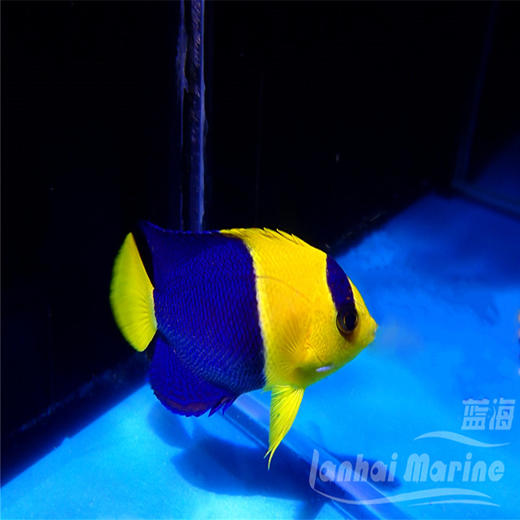 石美人 商品图5